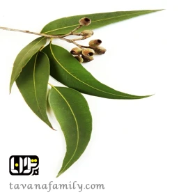 اوکالیپتوس