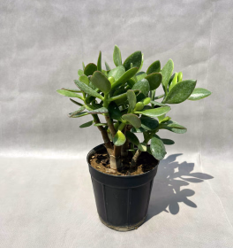 کراسولای آرژانتینی (سبز) Crassula argentina-جستینو